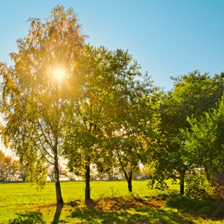Gedenkbaum-Gruppe von Rike für Renate Fligge 