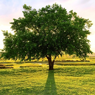Gedenkbaum von Isi für Herbert Kaboth 